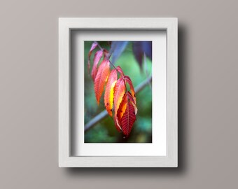 Autumn Leaves Print, Nature Photographic Print, Fall Twig Photo, Autumn Wall Decor, Viivid Fall Colors, Home Decor Art Print