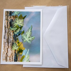 Cartes photo d'arbres Impressions de photographie de la nature Ensemble de cartes photo Ensemble de cartes de voeux Cartes de correspondance format A6 format A5 Cartes beaux-arts Cartes d'anniversaire