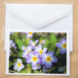 Cartões fotográficos de flores Cartões de campo de papoulas Cartão fotográfico violeta Cartões de fotografia da natureza Tamanho A6 Tamanho A5 Cartões de felicitações Cartões de aniversário Conjunto de cartões