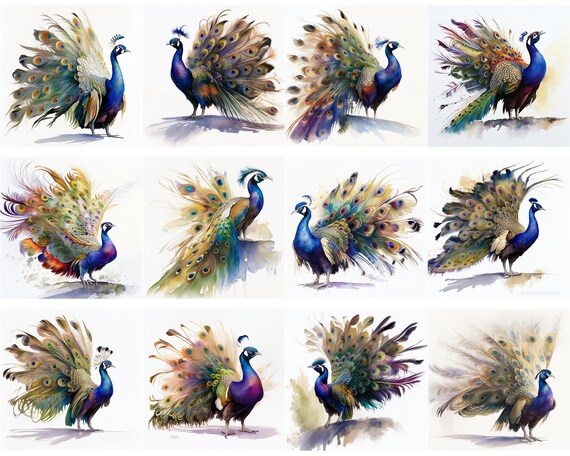 Peacocks going out tops hot sale