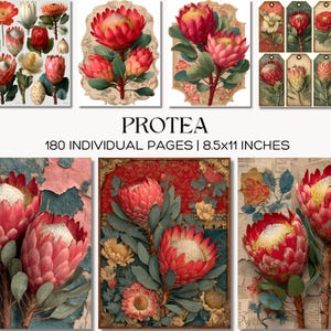 May include: A collection of 180 individual pages measuring 8.5x11 inches, titled PROTEA. The pages feature various illustrations of red and pink protea flowers, botanical arrangements, and decorative tags with floral motifs on textured backgrounds.