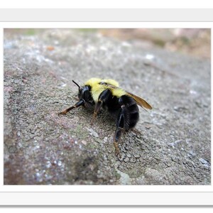 Hommel, vliegende insect, Rock, geel en zwart bee, natuur, foto, afdrukbare muur kunst, afdrukken thuis, Home decor, Instant Download
