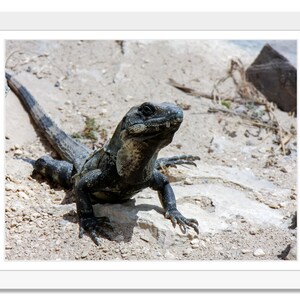 Black Spiny-Tail Iguana, Tulum reptile, Ctenosaura similis, iguana, Dragon of Tulum, Mayan Ruins, Reptile, Lizard