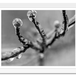 Iced branches, Winter Ice, Frozen branches, Black and White Photo, Tree Branch, Macro Photograph Print, Wall Art, Instant Download
