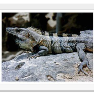Dragon of Tulum, Mayan Ruins, Black spiny-tail iguana, Tulum reptile, Ctenosaura similis, Iguana, Reptile, Lizard