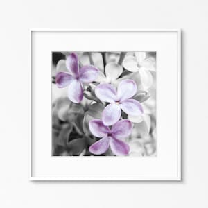 May include: A close-up of purple lilac flowers with a black and white background.
