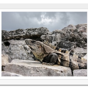 Black Spiny-Tail Iguana, Tulum reptile, Dragon of Tulum, Mayan Ruins, Reptile, Mexican Iguana, Digital Print, Instant Download