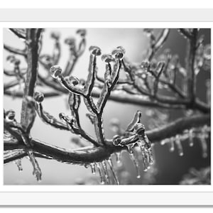 Iced branches, Frozen branches, Winter, Ice, Black and White Photo, Tree Branch, Macro Photograph Print, Wall Art, Instant Download