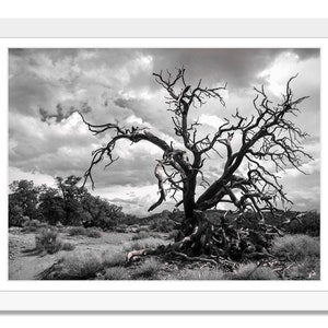Arte de la pared del árbol retorcido, árbol del desierto, arte imprimible, foto en blanco y negro, fotografía del paisaje, descarga digital instantánea