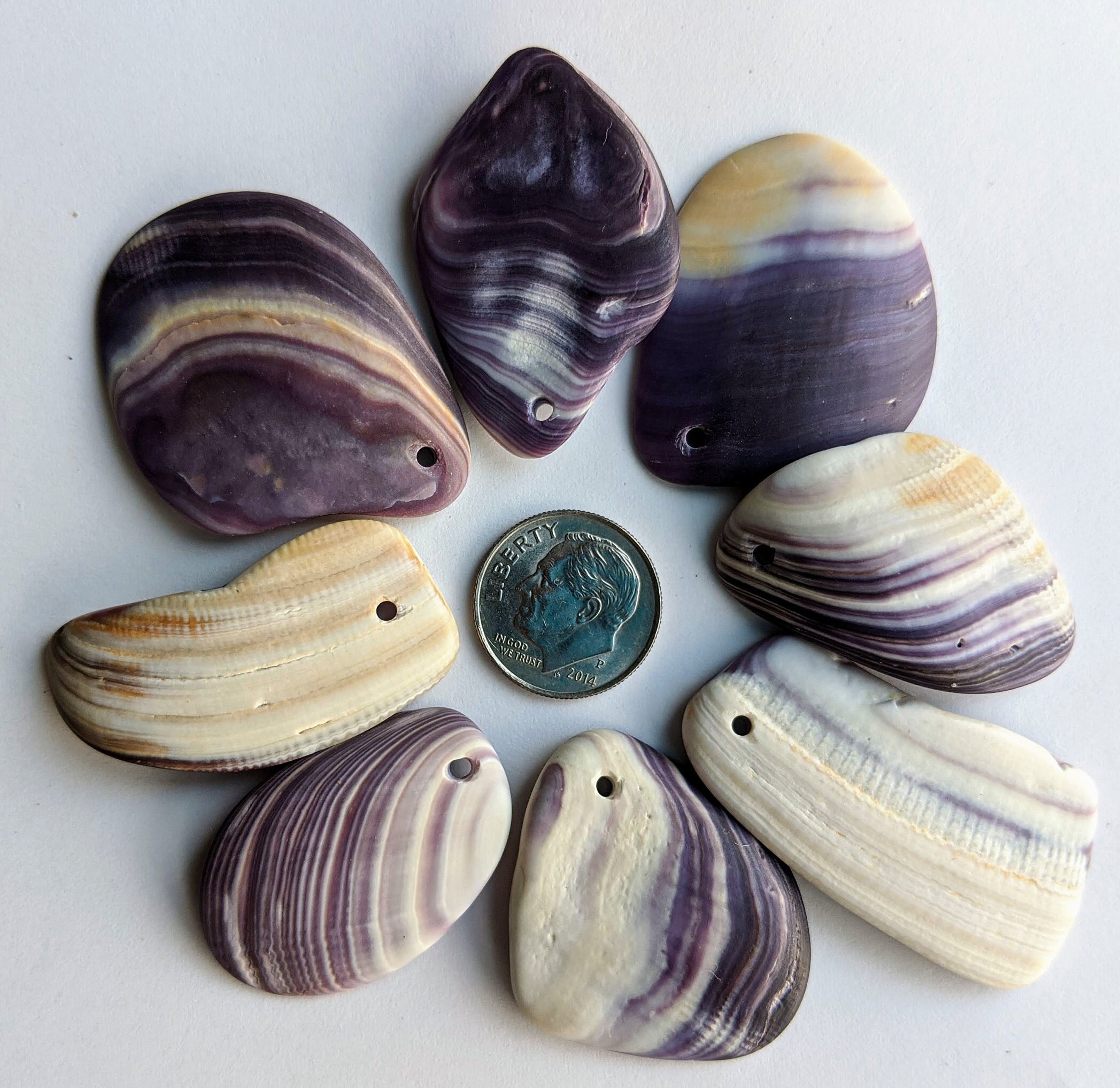 Top Drilled Purple Wampum Quahog Shell Shards Perfect for Etsy