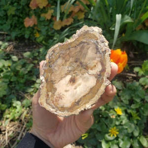 1 Petrified Wood Slab - Choose Slab