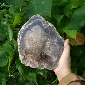 Petrified Wood Slab with Small shimmers