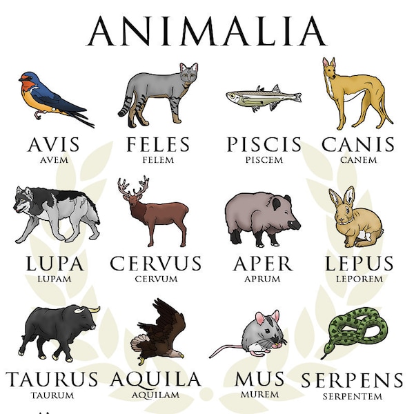 Animalia Digital Latin Poster