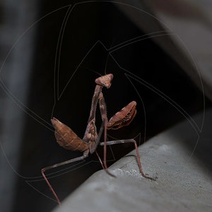 Brown Praying Mantis