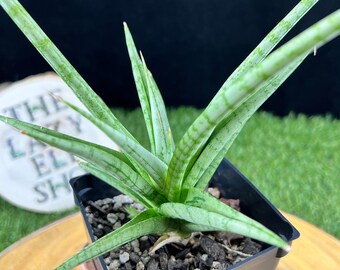 Sansevieria hybrid Kasih A /  The Lazy Elf Shop