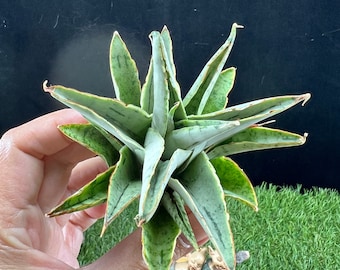 Sansevieria Snowflake A / The Lazy Elf Shop