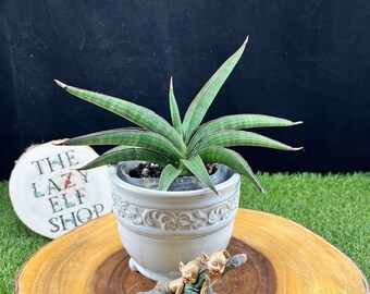 Sansevieria Koko F  / The Lazy Elf Shop