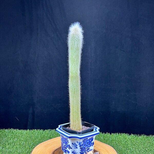 13” tall Cleistocactus Strausii  / Silver Torch Cactus  / The Lazy Elf Shop