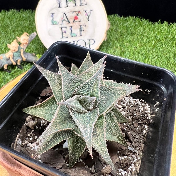 Aloe Harry Butterfield  27C /  4” pot  / The Lazy Elf Shop