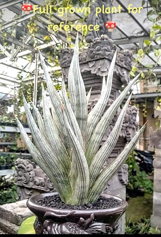 Sansevieria Mandalika A / the Lazy Elf Shop - Etsy
