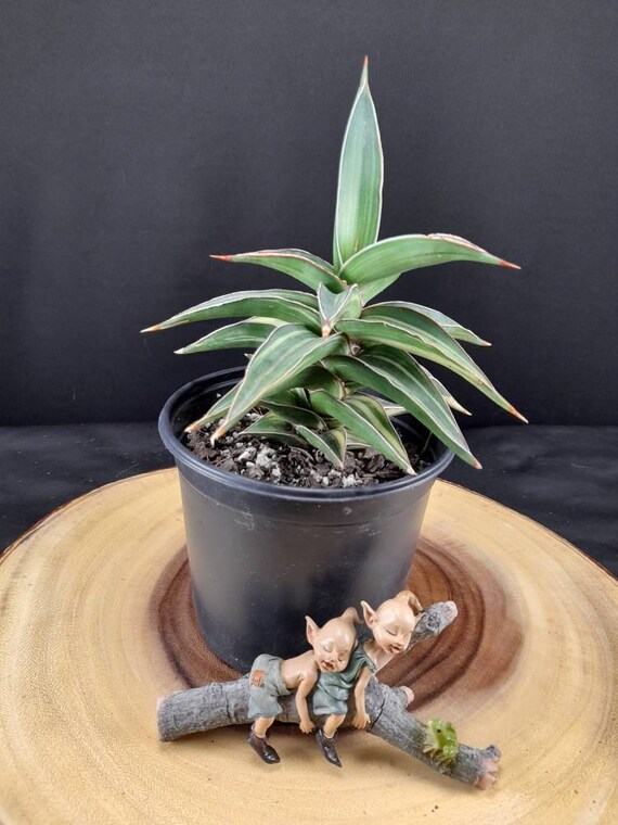 Well Rooted BIG SIZE! Sansevieria Lavranos 23251 Variegated
