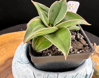Rooted Sansevieria Powellii Variegated Long Leaf Clone #C5/ Sansevieria  Powellii Variegated 4" Pot/ the Lazy Elf Shop - Etsy