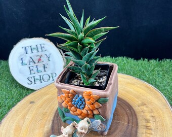 Sansevieria Black Eyes B   / Sansevieria Thai hybrid/ The Lazy Elf Shop