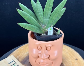 Sansevieria Humiflora Hawaiian Star / 6" Pot Well Rooted Plant / the Lazy  Elf Shop - Etsy