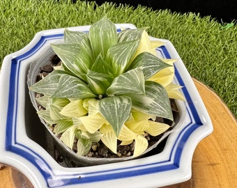 Haworthia Magnifica variegated cluster A / The Lazy Elf Shop