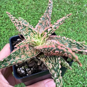 Aloe TCT Hybrid #22 / the Lazy Elf Shop - Etsy