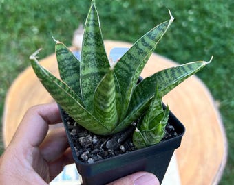 Sansevieria Black Castle / Sansevieria Thai Hybrid / the Lazy Elf