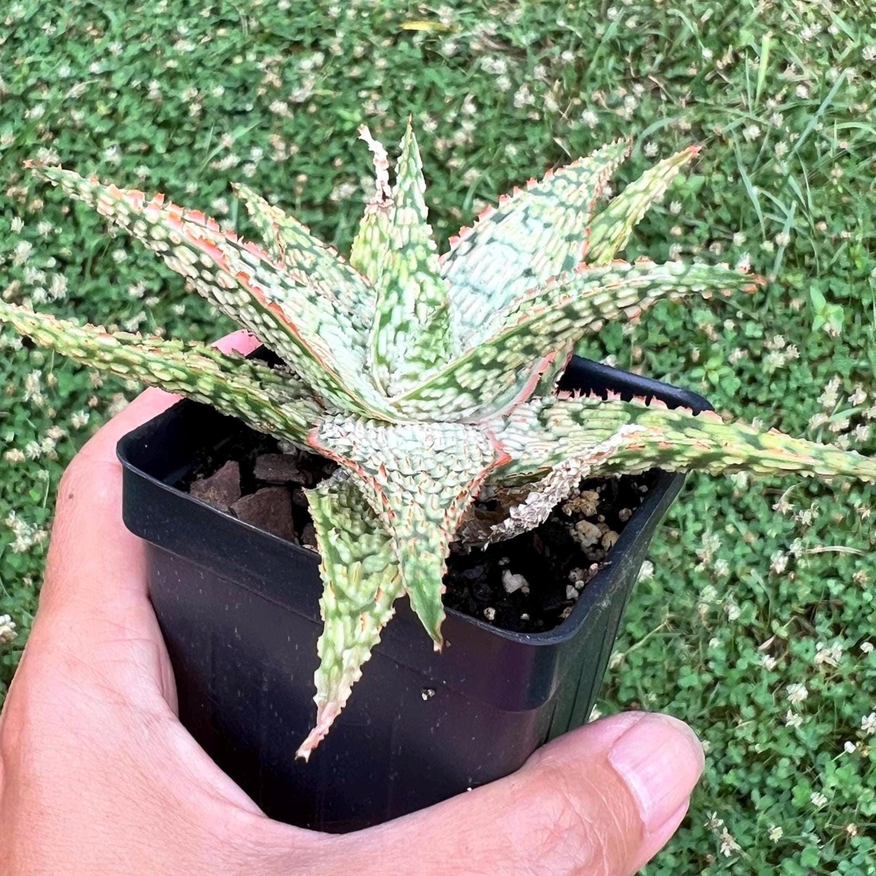 Aloe Hybrids - Etsy