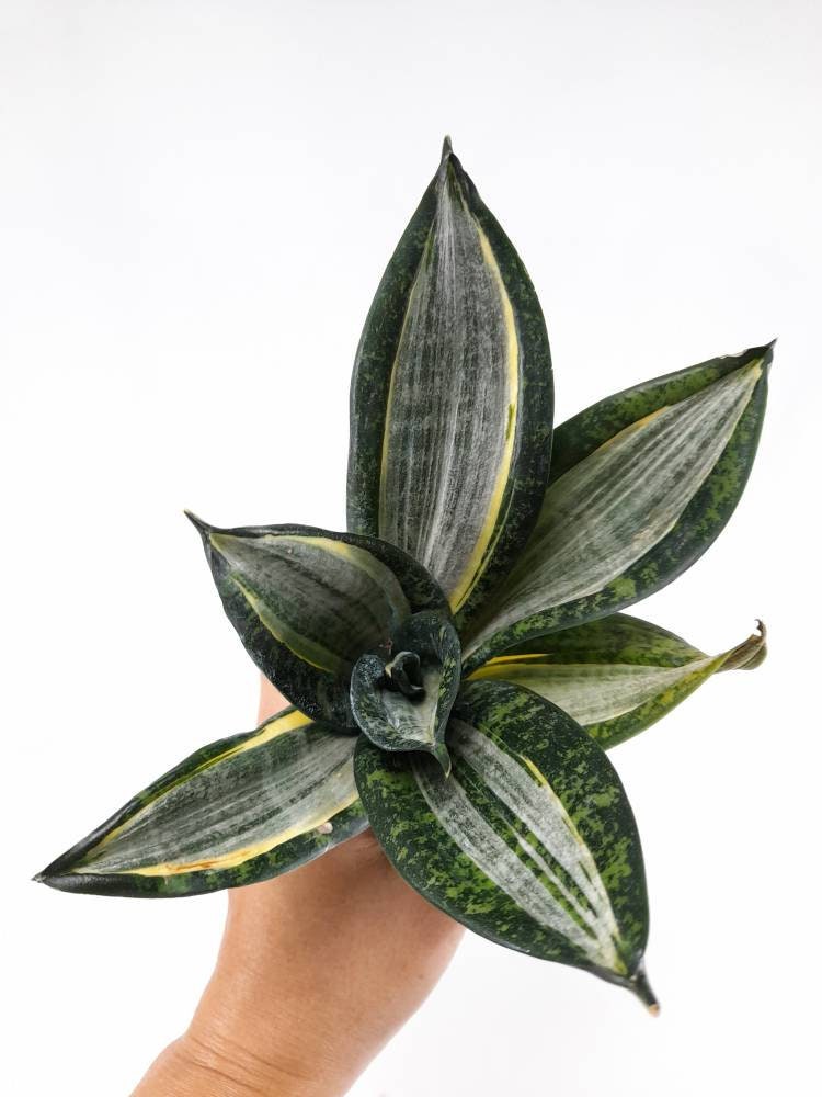 サンスベリア Sansevieria Hahnii Silver Zebra Sansevieria Hahnii Silver Zebra – Fermosa plants