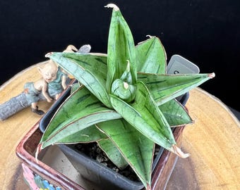 Sansevieria Black Castle / Sansevieria Thai Hybrid / the Lazy Elf