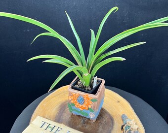 Sansevieria Black Castle / Sansevieria Thai Hybrid / the Lazy Elf