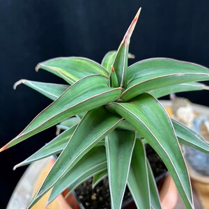 Sansevieria Lavranos 23251 Variegated #613 / the Lazy Elf Shop - Etsy