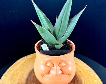 Sansevieria Black Castle / Sansevieria Thai Hybrid / the Lazy Elf