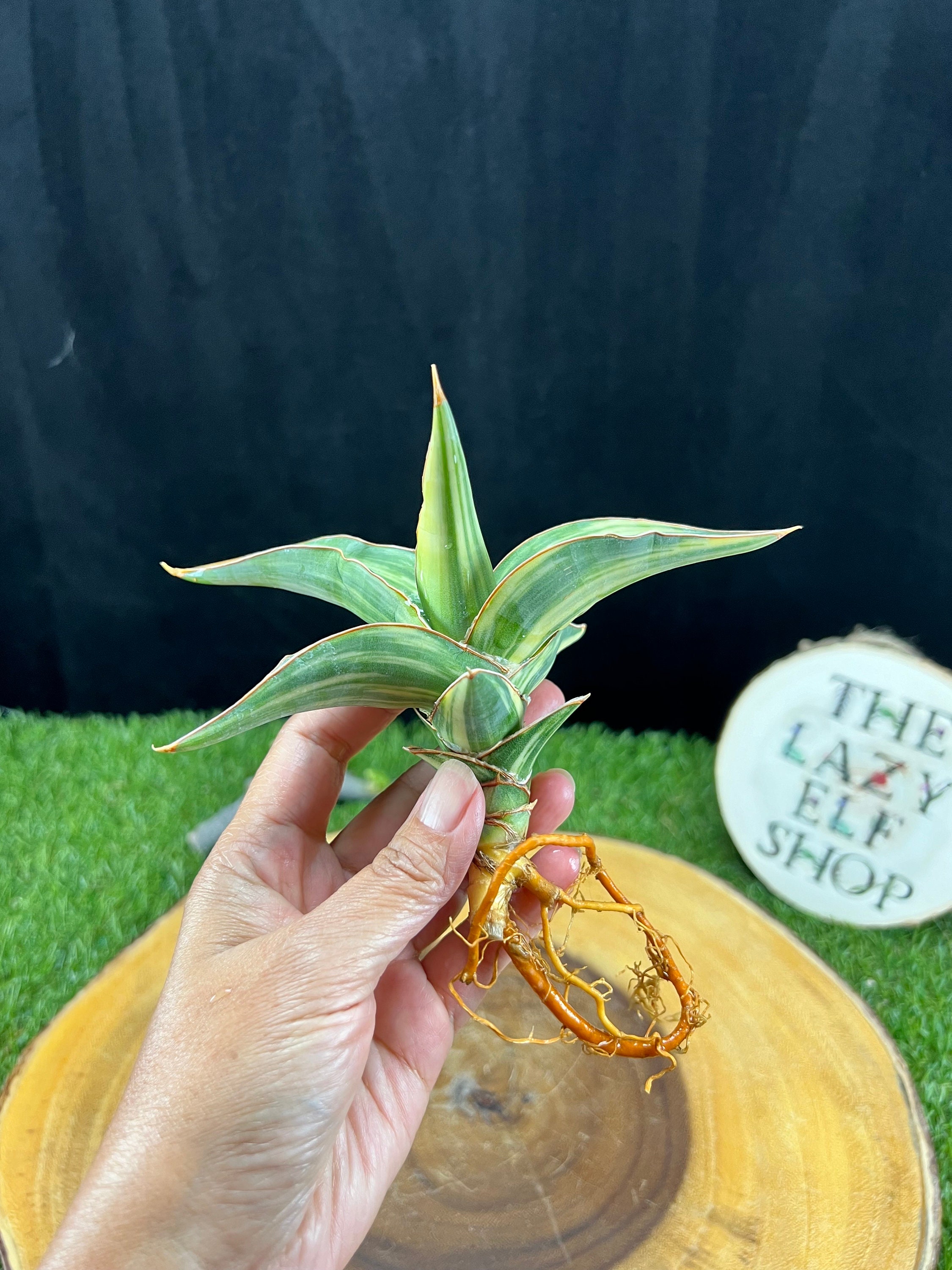 Sansevieria Pingren Variegated / the Lazy Elf Shop - Etsy