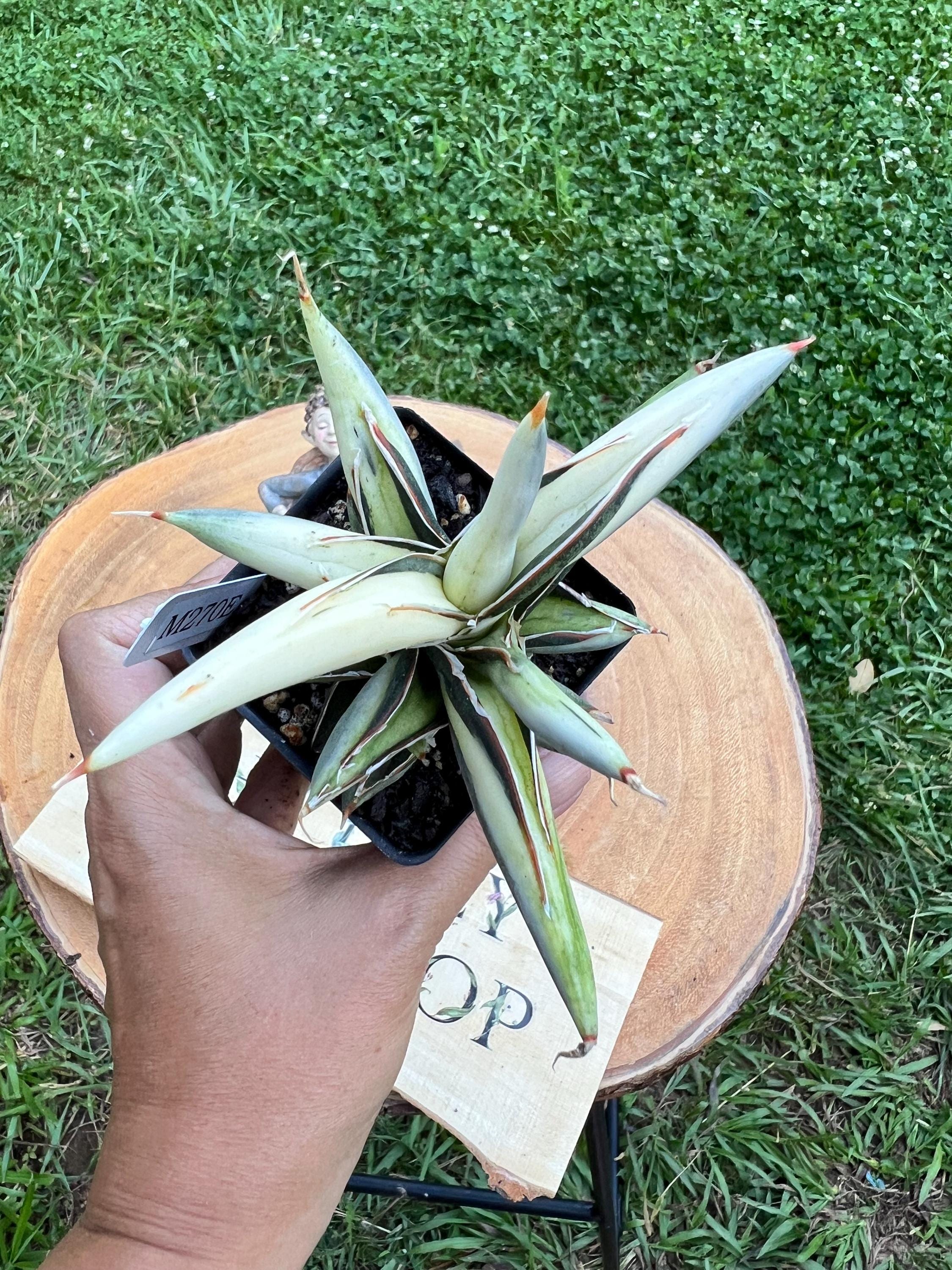 Sansevieria Silver Clone Mediopicta White E : Rare Snake