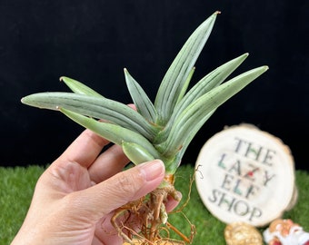 Sansevieria Iceman A/ Sansevieria Thai hybrid Iceman/ The Lazy Elf Shop