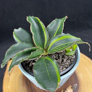 zimmerpflanze ficus Gummibaum (Ficus elastica) 'Robusta' kaufen