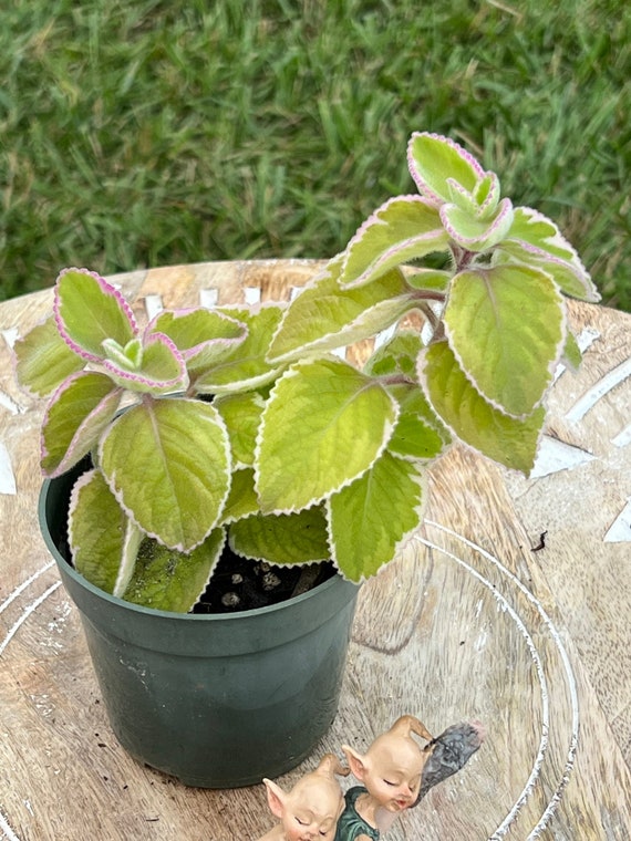 Variegated Cuban Oregano Two Plants in a 4 Pot/ the Lazy Etsy