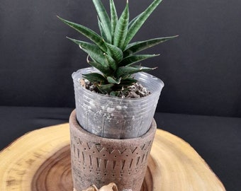 Well rooted Sansevieria Thai hybrid CH 15998/ 4" pot/ The Lazy Elf Shop