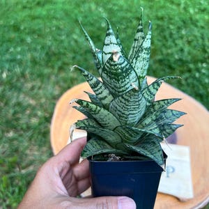 Sansevieria Ehrendel B  / The Lazy Elf Shop