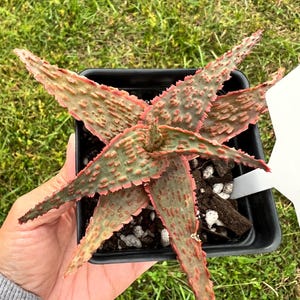 Aloe Tct Hybrid - Etsy