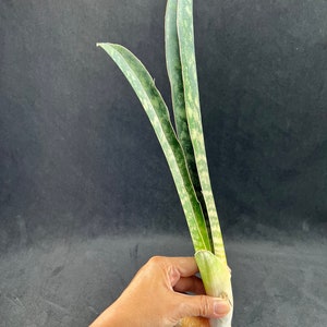 Sansevieria Scimitariformis Macosa / Sansevieria Macosa / the Lazy Elf Shop  - Etsy