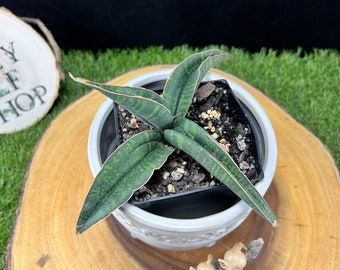 Sansevieria Fischeri B / 4” pot / The Lazy Elf Shop