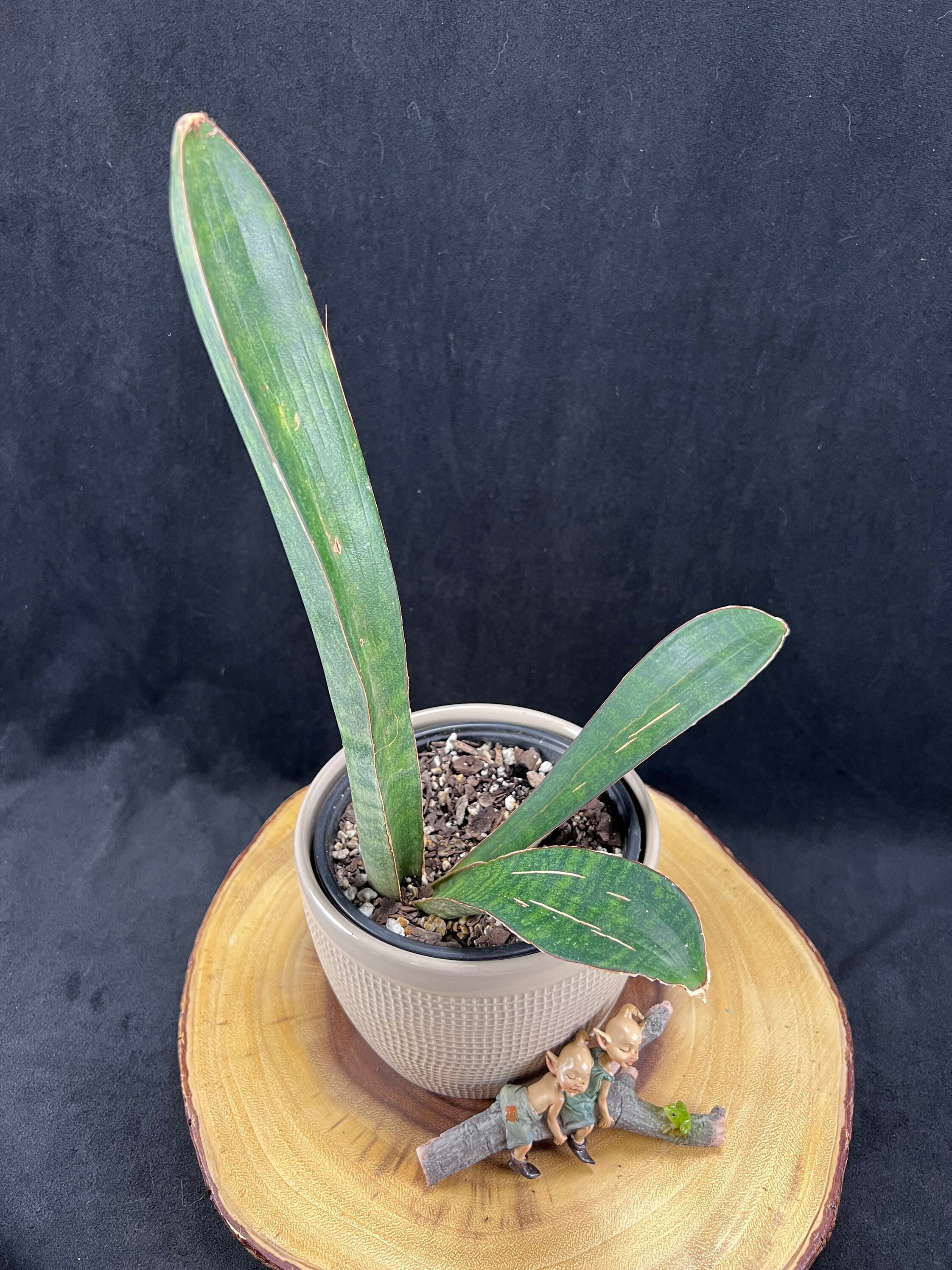 Sansevieria Humiflora Hawaiian Star / 6" pot well rooted plant / The Lazy  Elf Shop