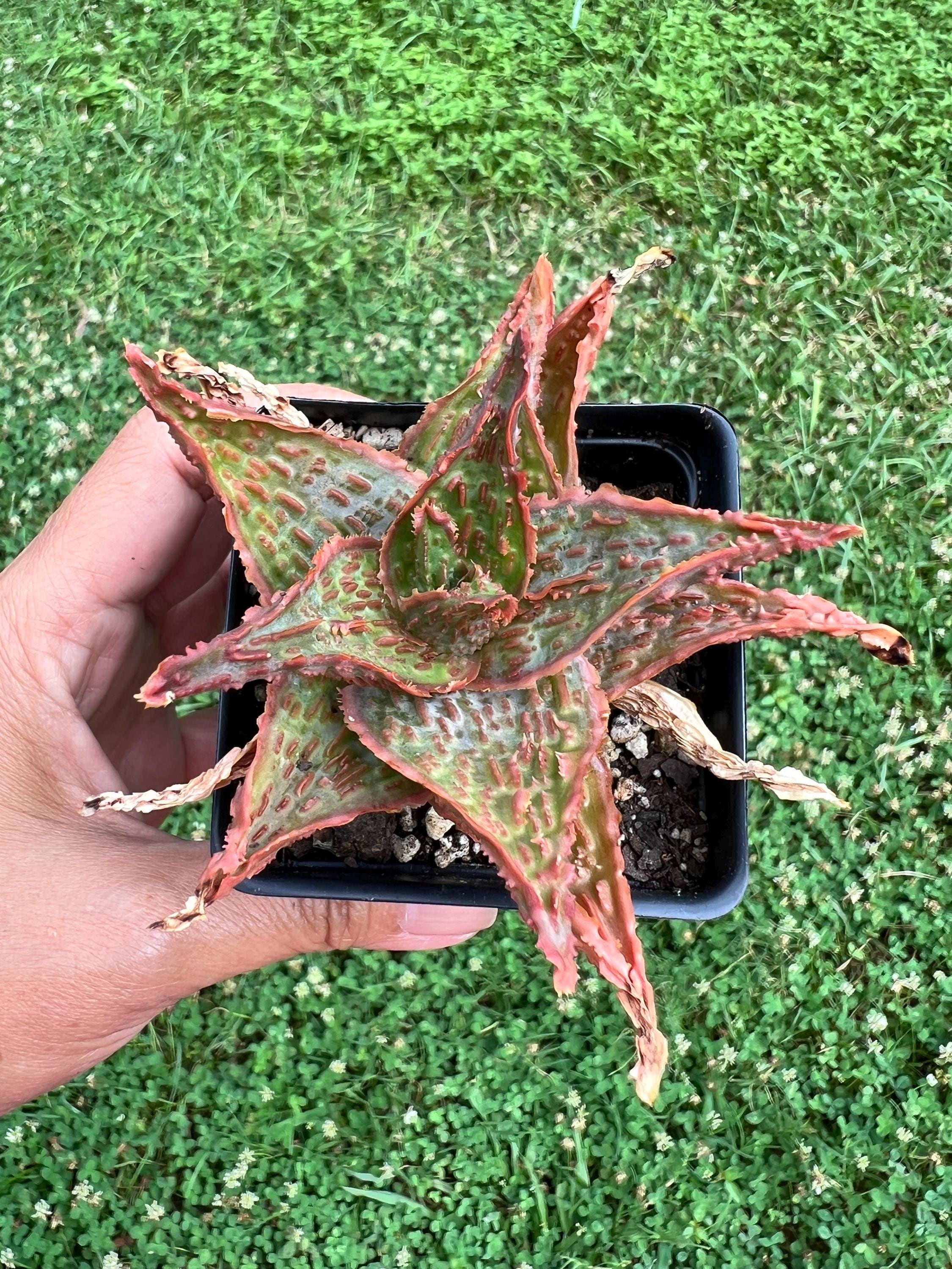 Aloe TCT Hybrid #22 / the Lazy Elf Shop - Etsy