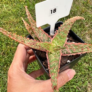 Aloe TCT Hybrid #18 / the Lazy Elf Shop - Etsy
